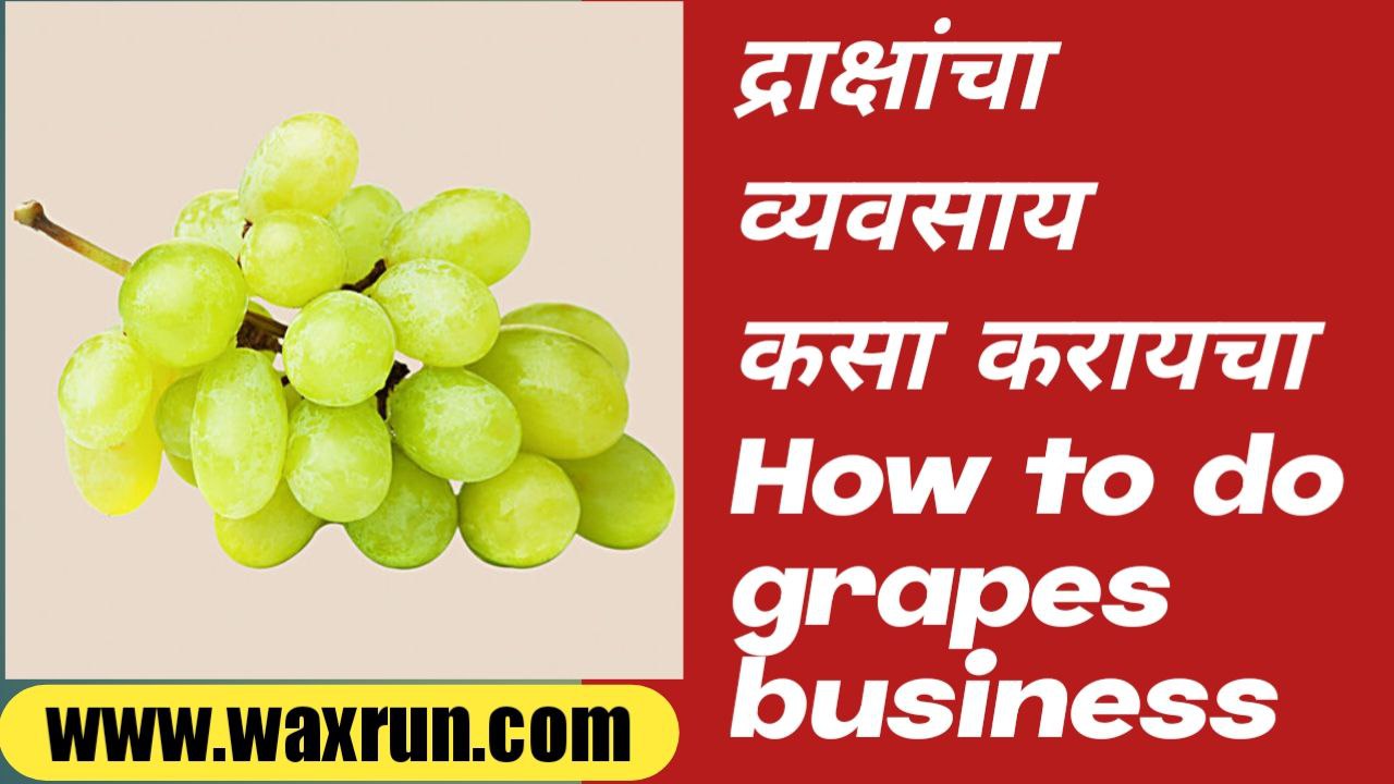 How to do grapes business